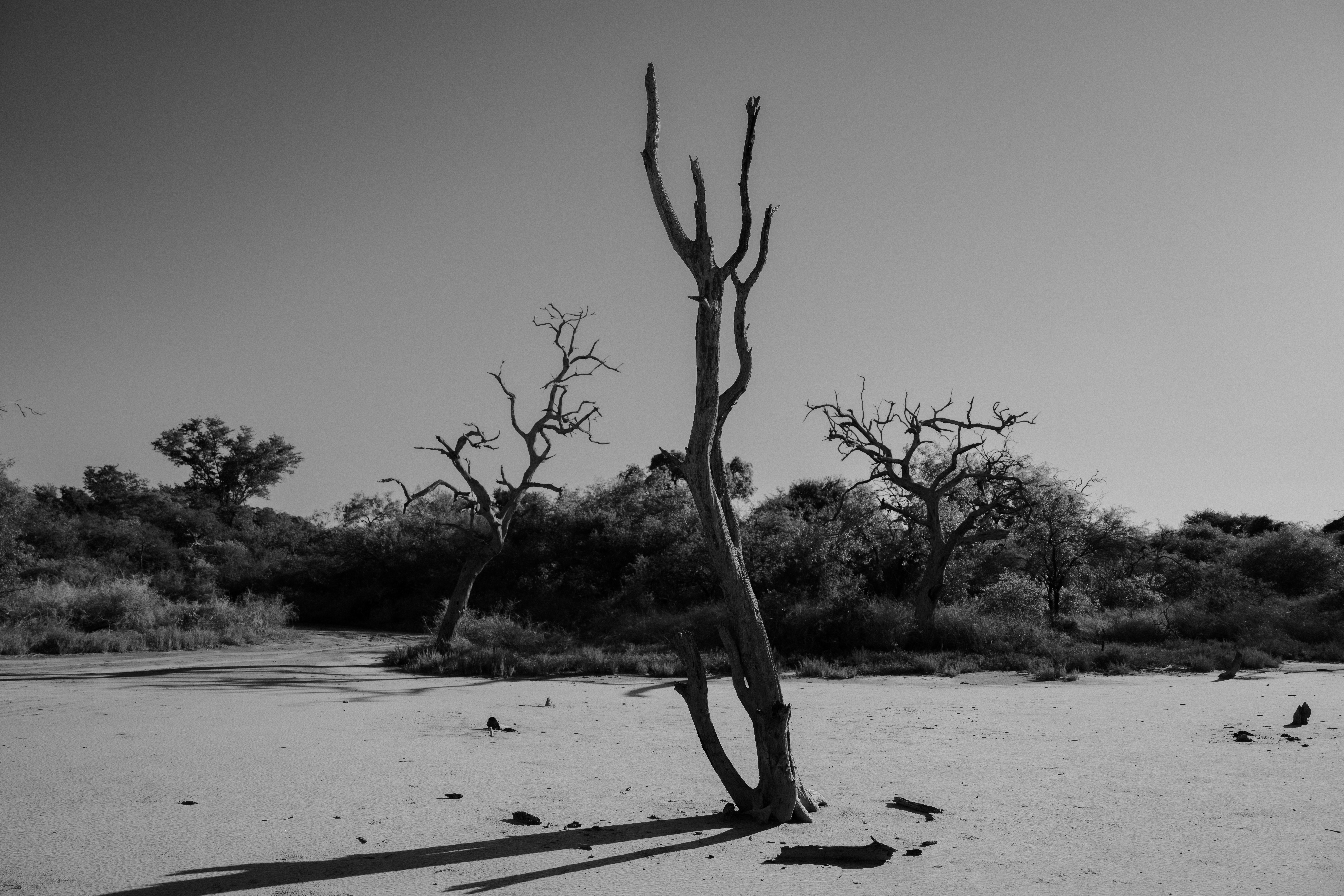 Árboles solitarios del Chaco