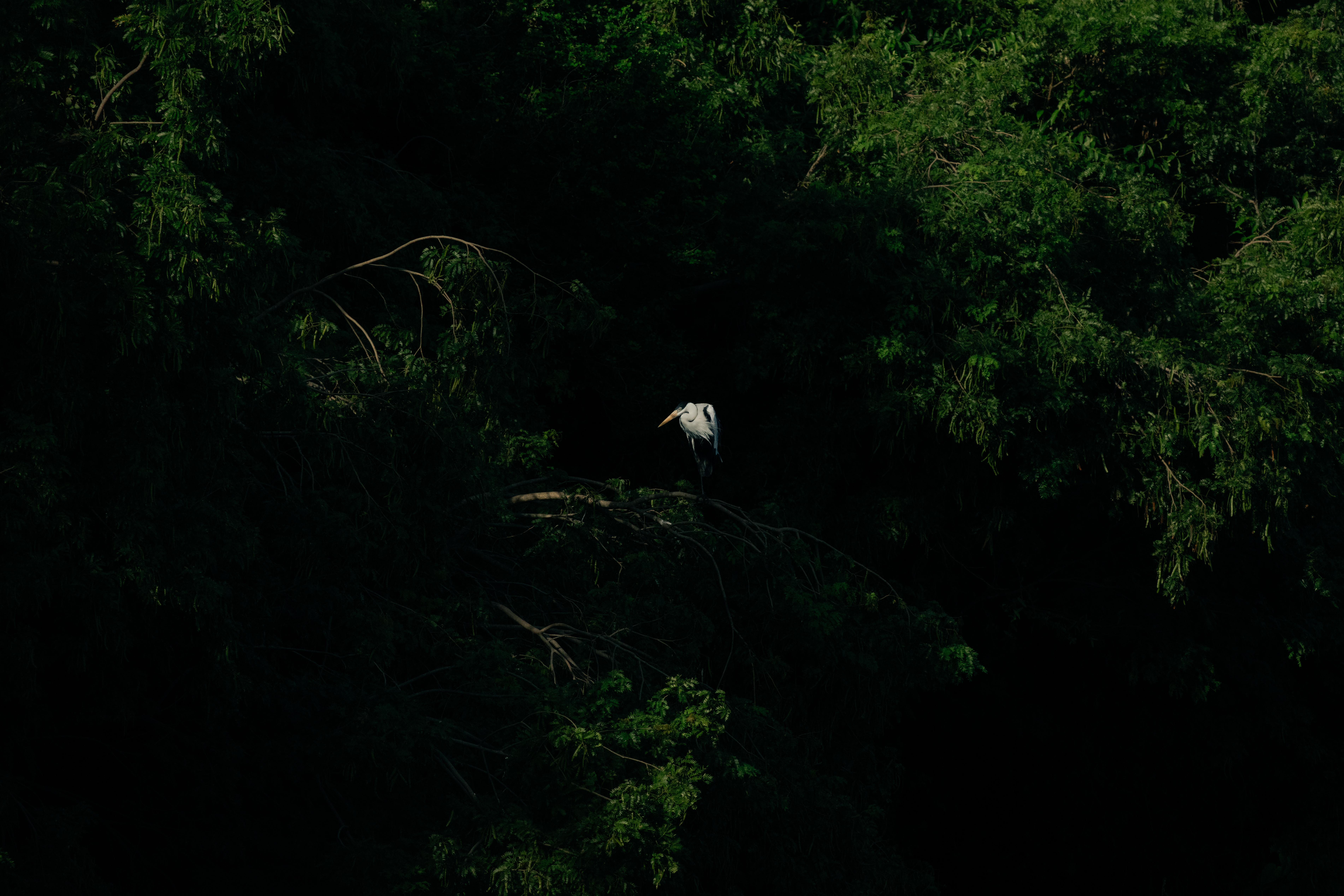 Ave rodeada de naturaleza