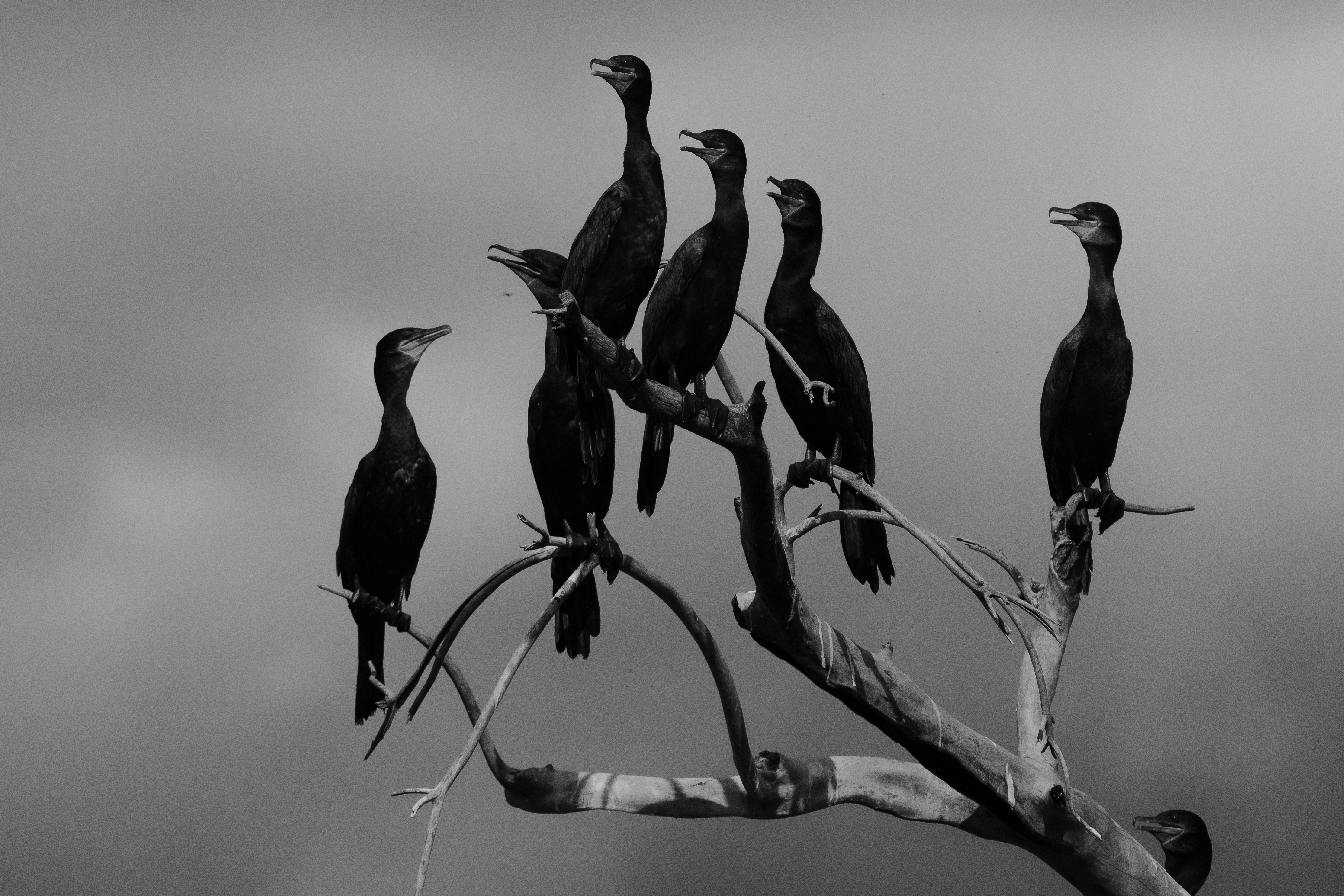 Bandada en descanso - Chaco, Paraguay