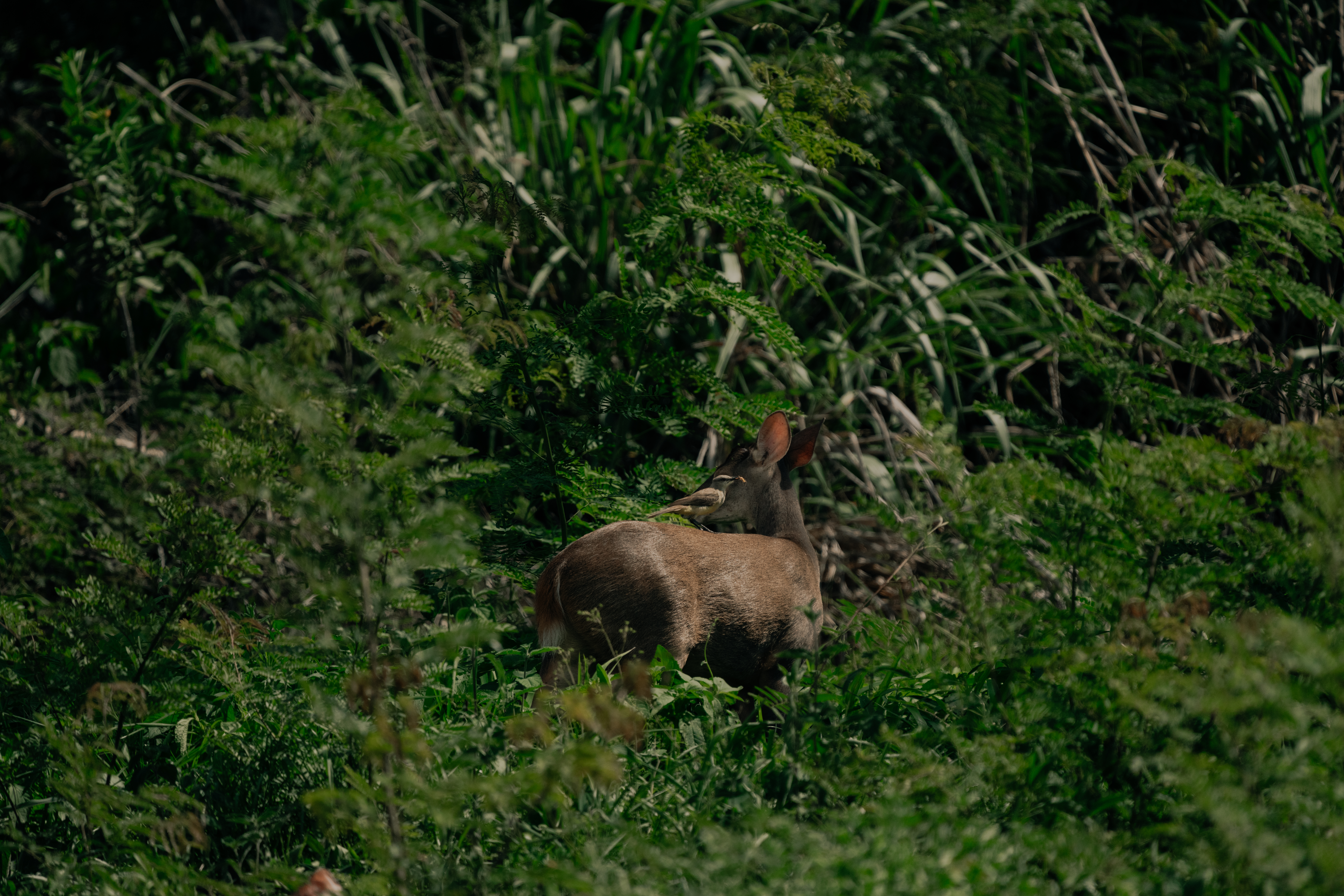 Fauna en convivencia