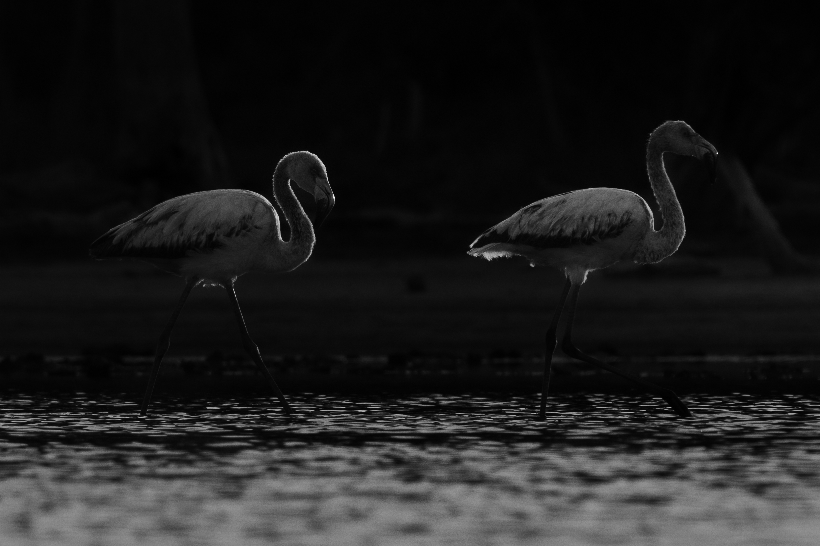 Flamencos captados en el Chaco