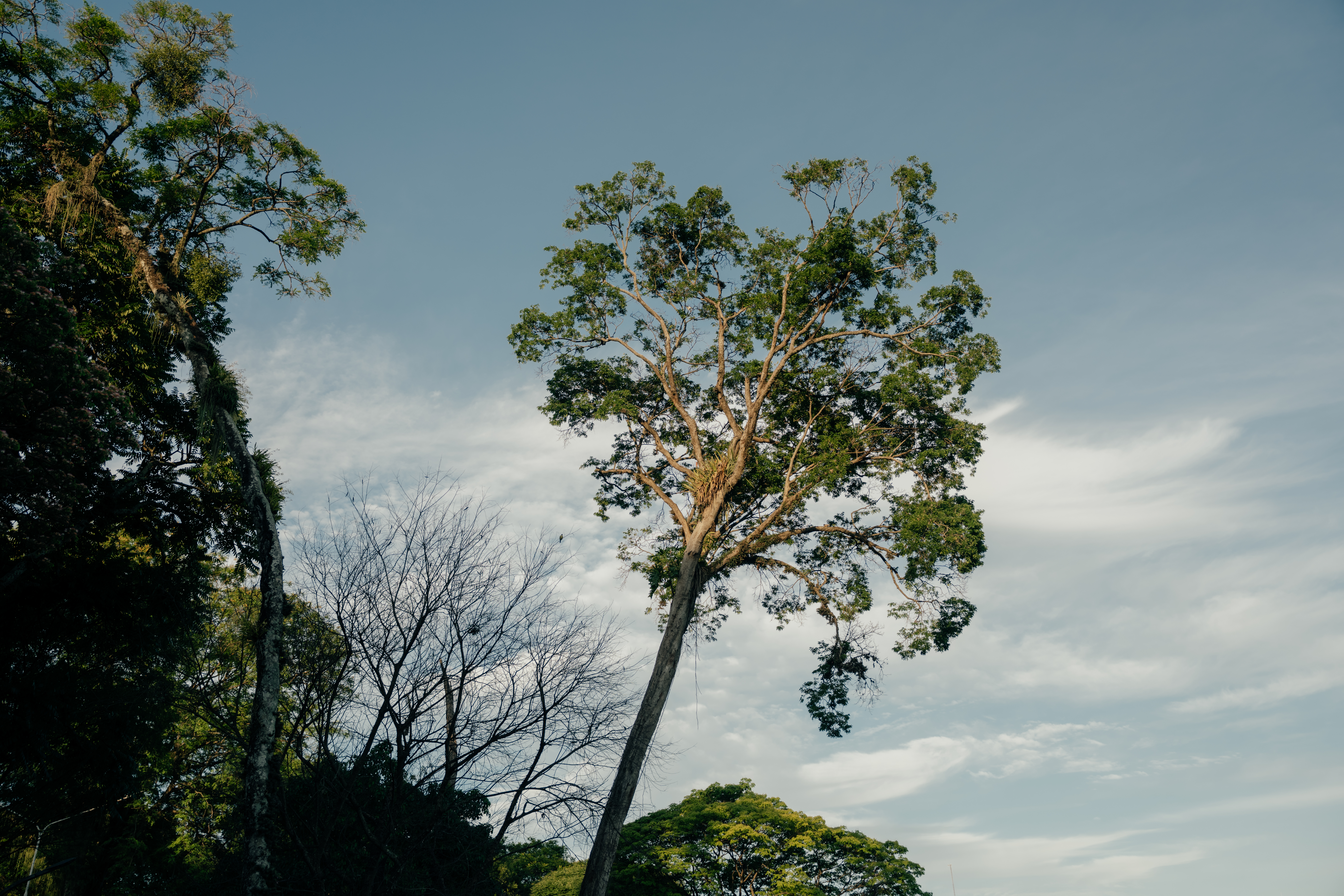 Árbol sobresaliente del paisaje