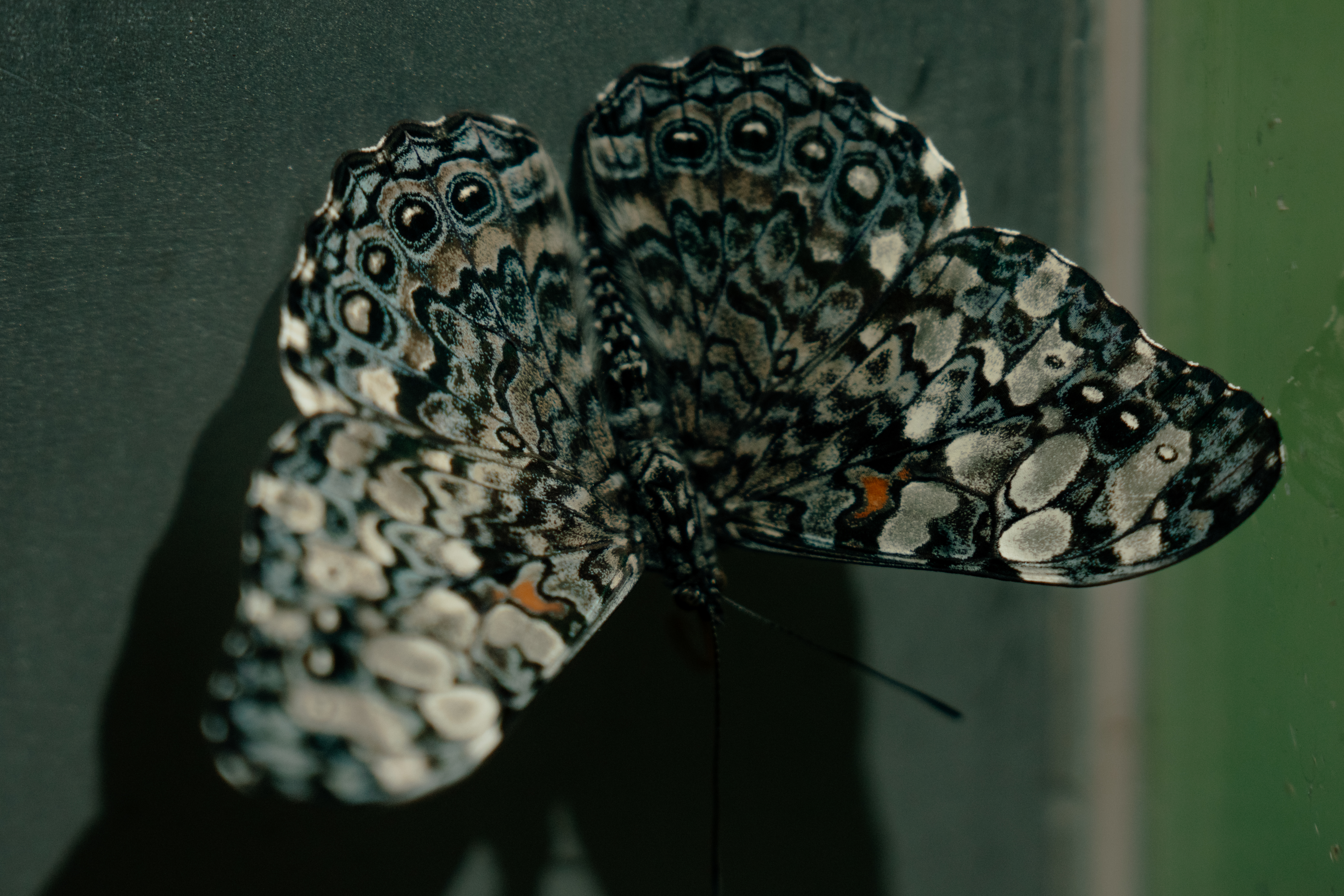 Mariposa de patrones únicos en primer plano
