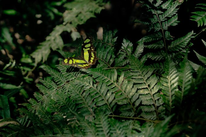 Mariposa posada sobre vegetación