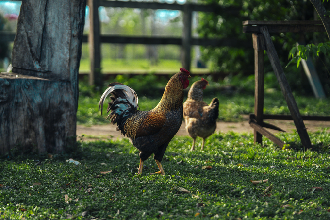 Gallos en una escena de campo