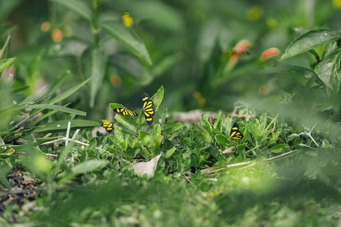 Mariposas posadas sobre vegetación