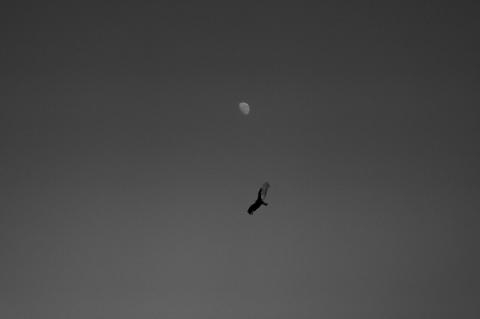 Ave en vuelo bajo la luna