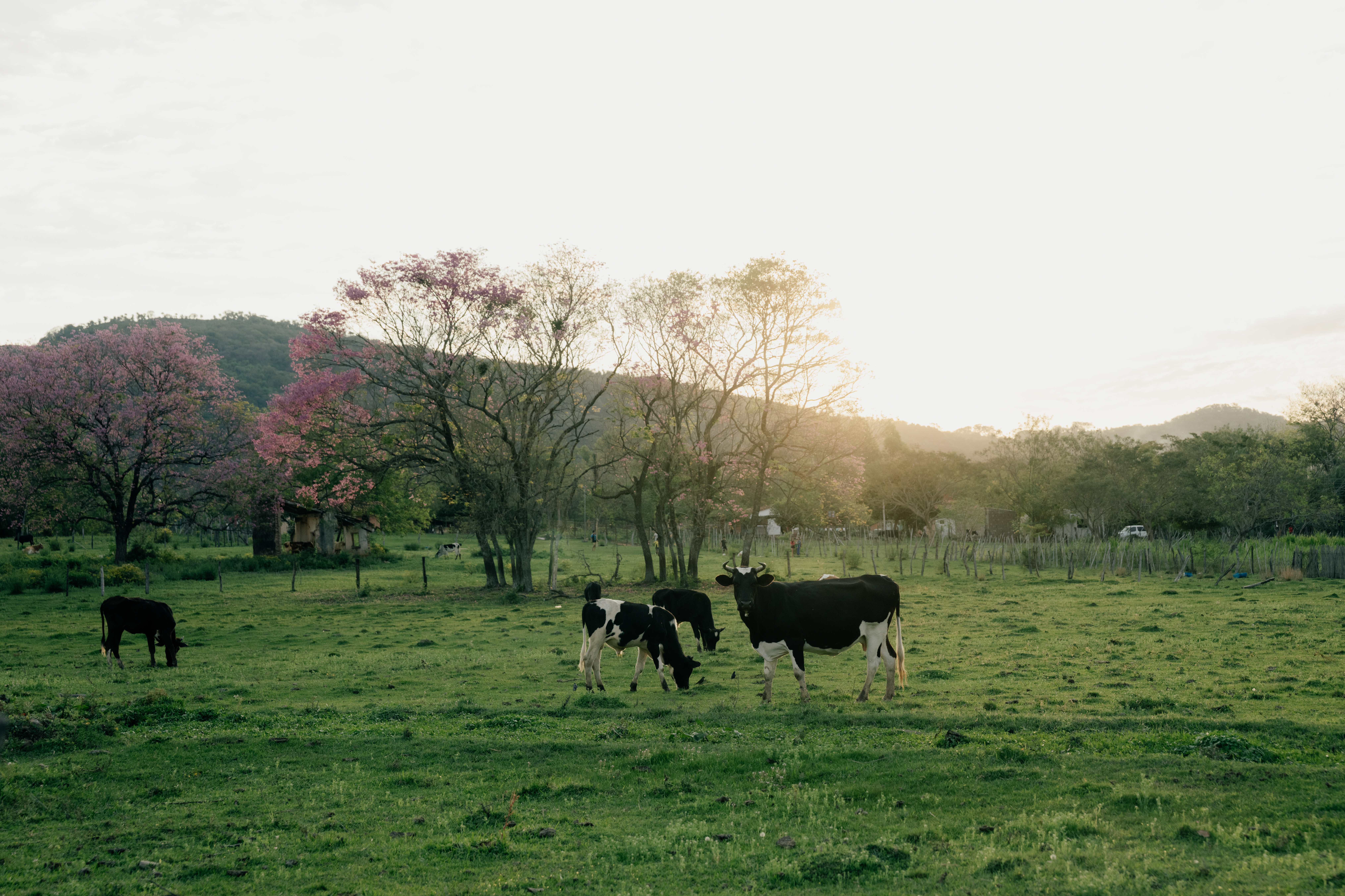 Toma de la vida rural paraguaya