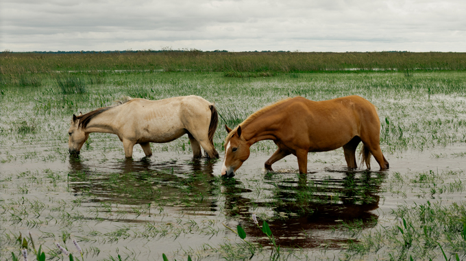 Caballos pastando entre aguas