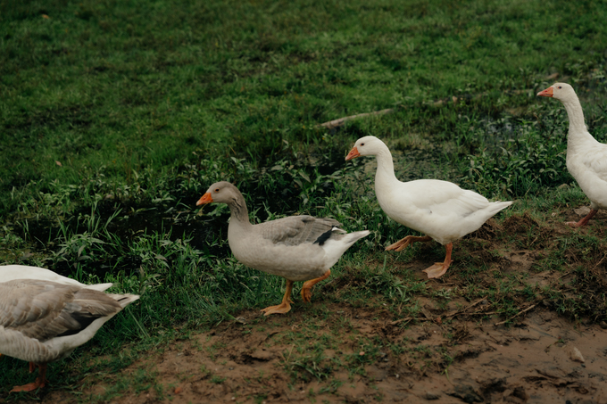 Primer plano de patos caminando a la orilla