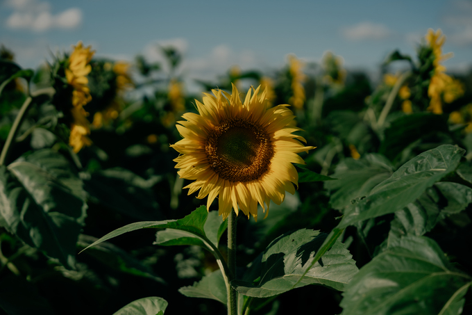 Primer plano de girasol