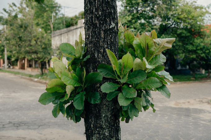 Planta creciendo alrededor de un árbol