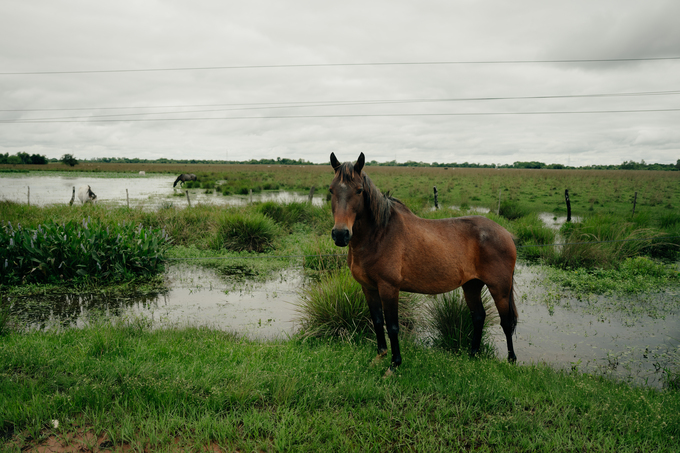 Toma de caballo en su hábitat natural