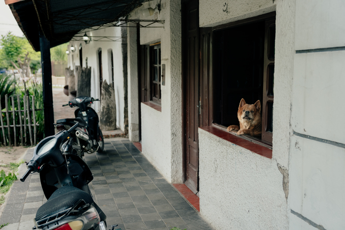 Vista de perro desde una casa tradicional